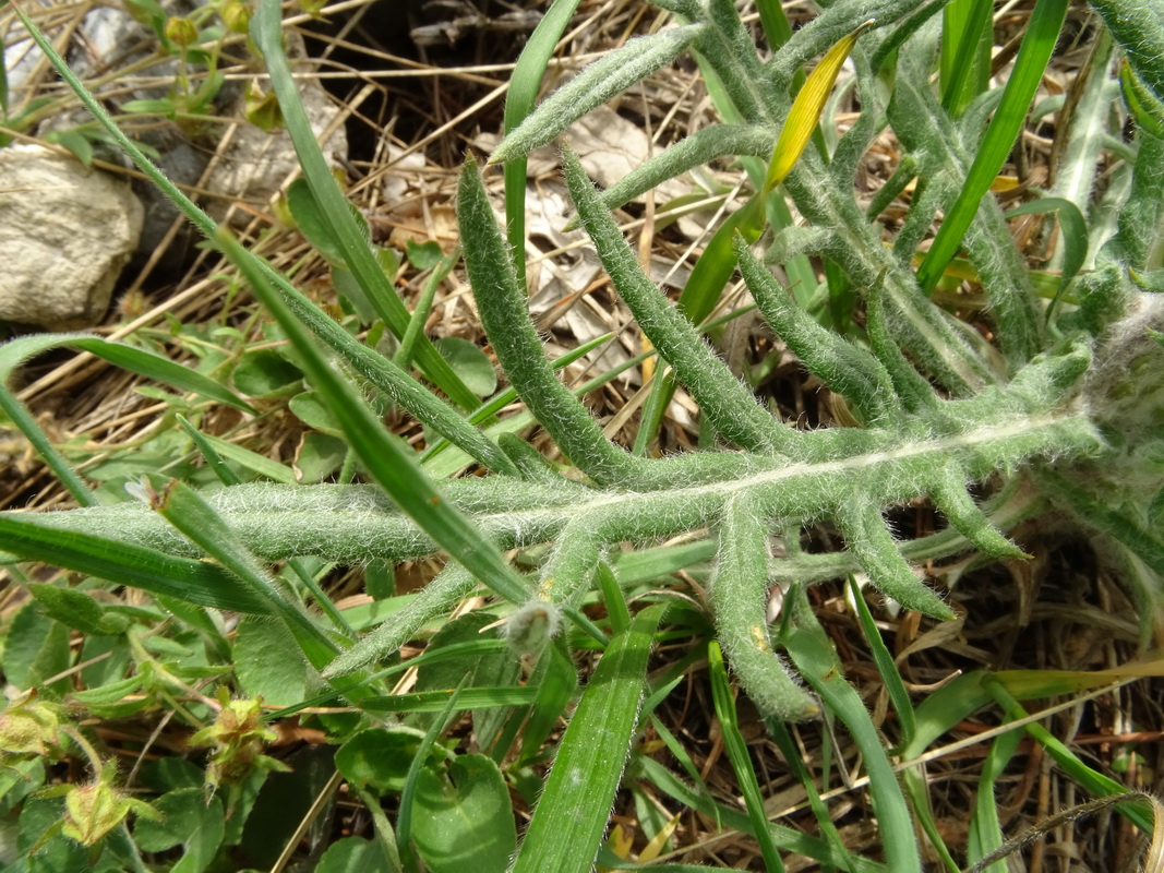 Image of Jurinea ledebourii specimen.