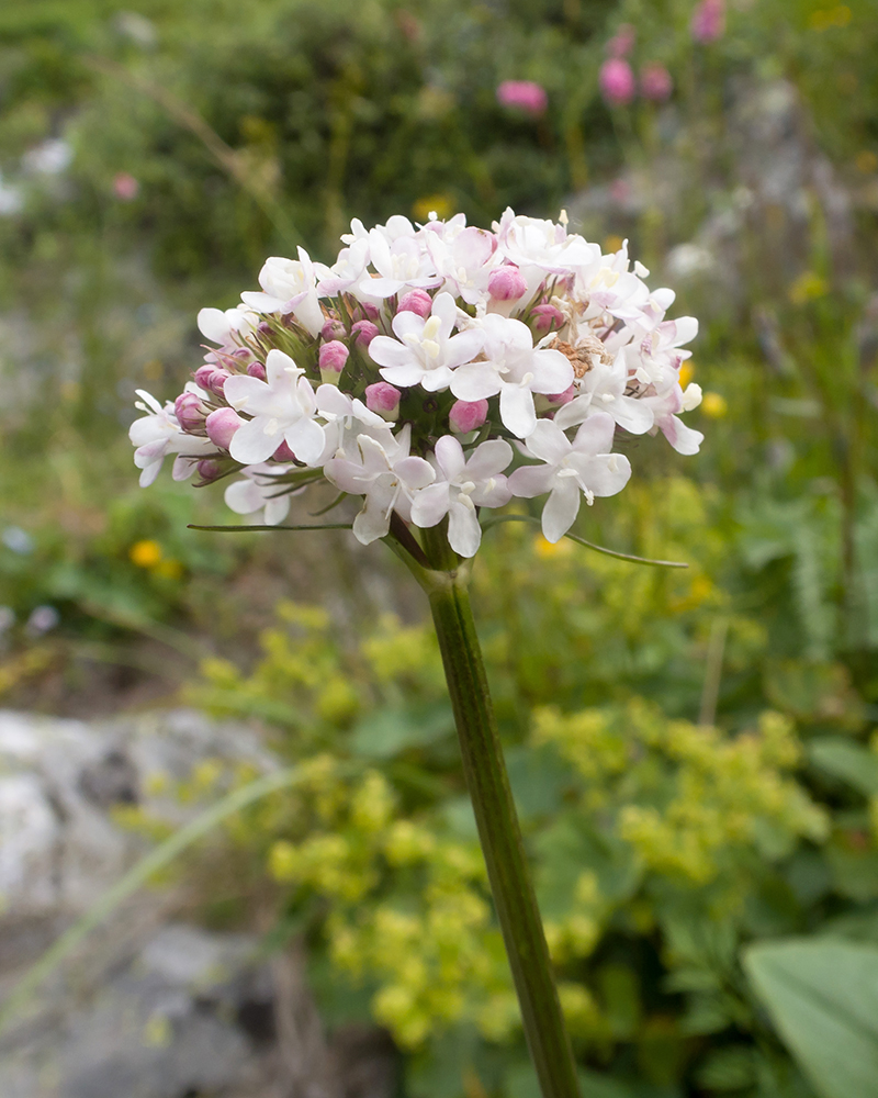 Image of Valeriana alpestris specimen.