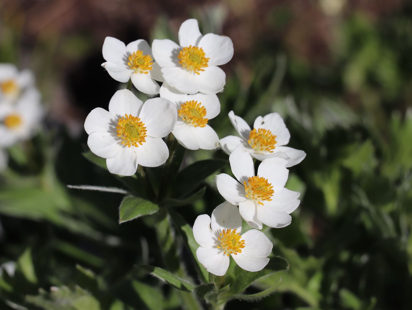 Изображение особи Anemonastrum protractum.