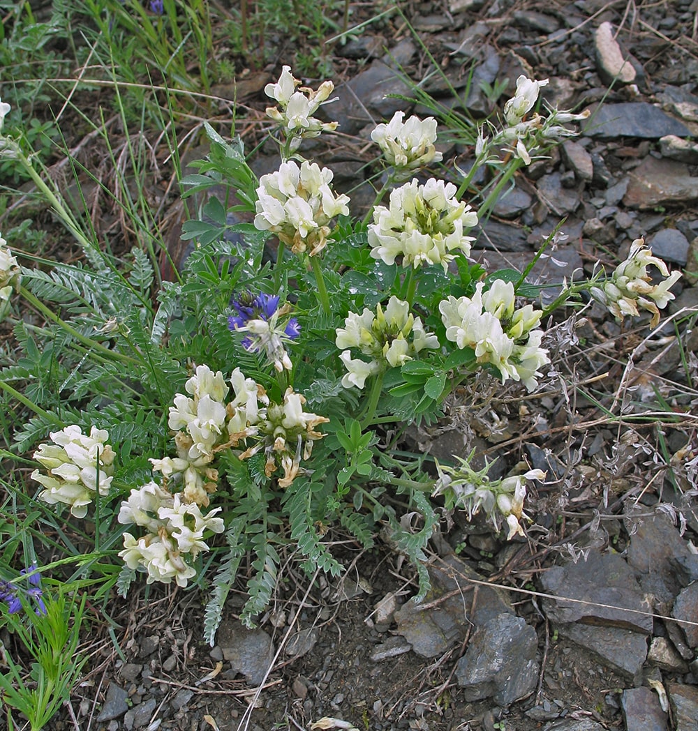 Изображение особи род Astragalus.