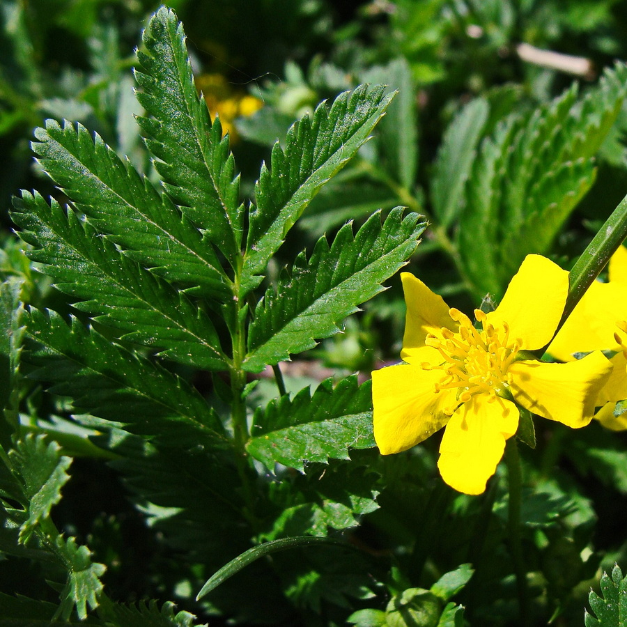 Изображение особи Potentilla anserina.