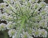 Daucus carota