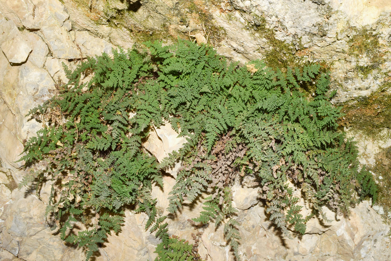 Изображение особи Oeosporangium persicum.