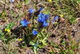 Gentiana uniflora. Цветущее растение. Алтай, Северо-Чуйский хр., верховья р. Актру, ≈ 2200 м н.у.м., берег реки. 02.07.2021.