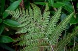 Athyrium monomachii. Верхушка вайи с сорусами (вид на абаксиальную поверхность). Сахалин, Холмский гор. округ, окр. мыса Слепиковского, опушка березняка. 26.08.2023.