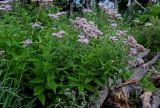 Eupatorium glehnii