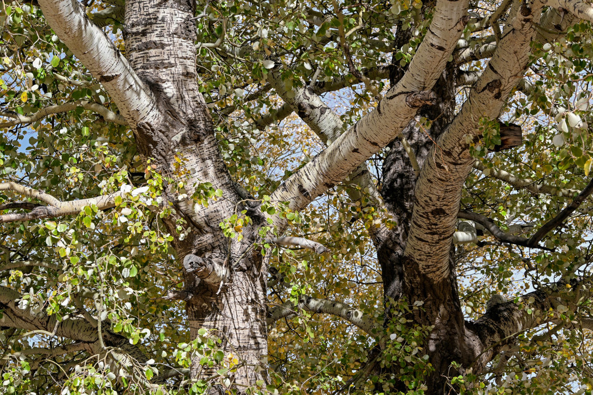 Image of genus Populus specimen.