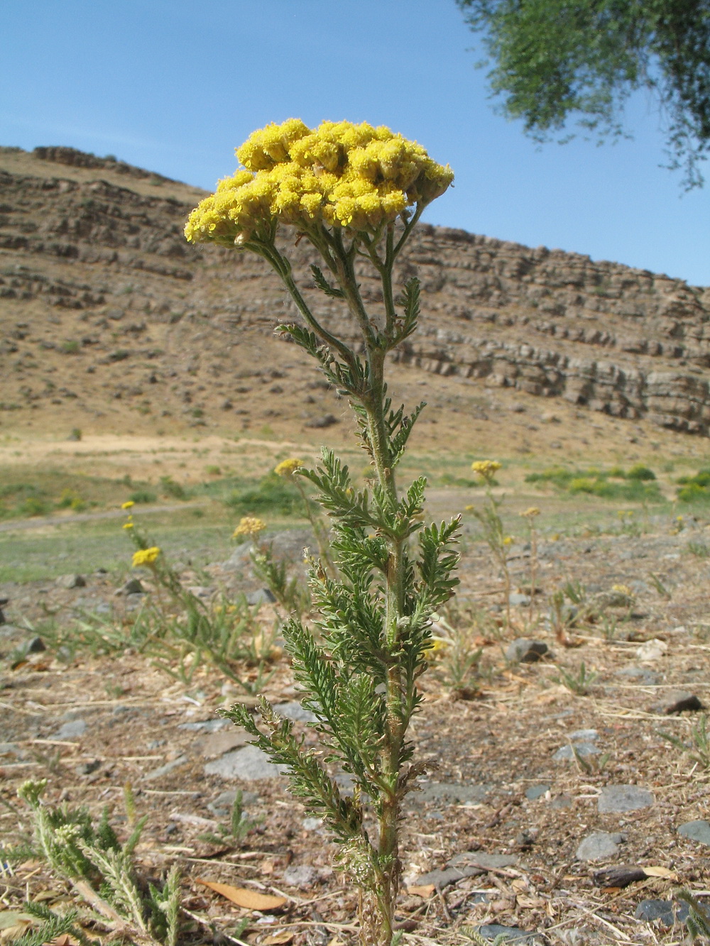 Image of Achillea arabica specimen.