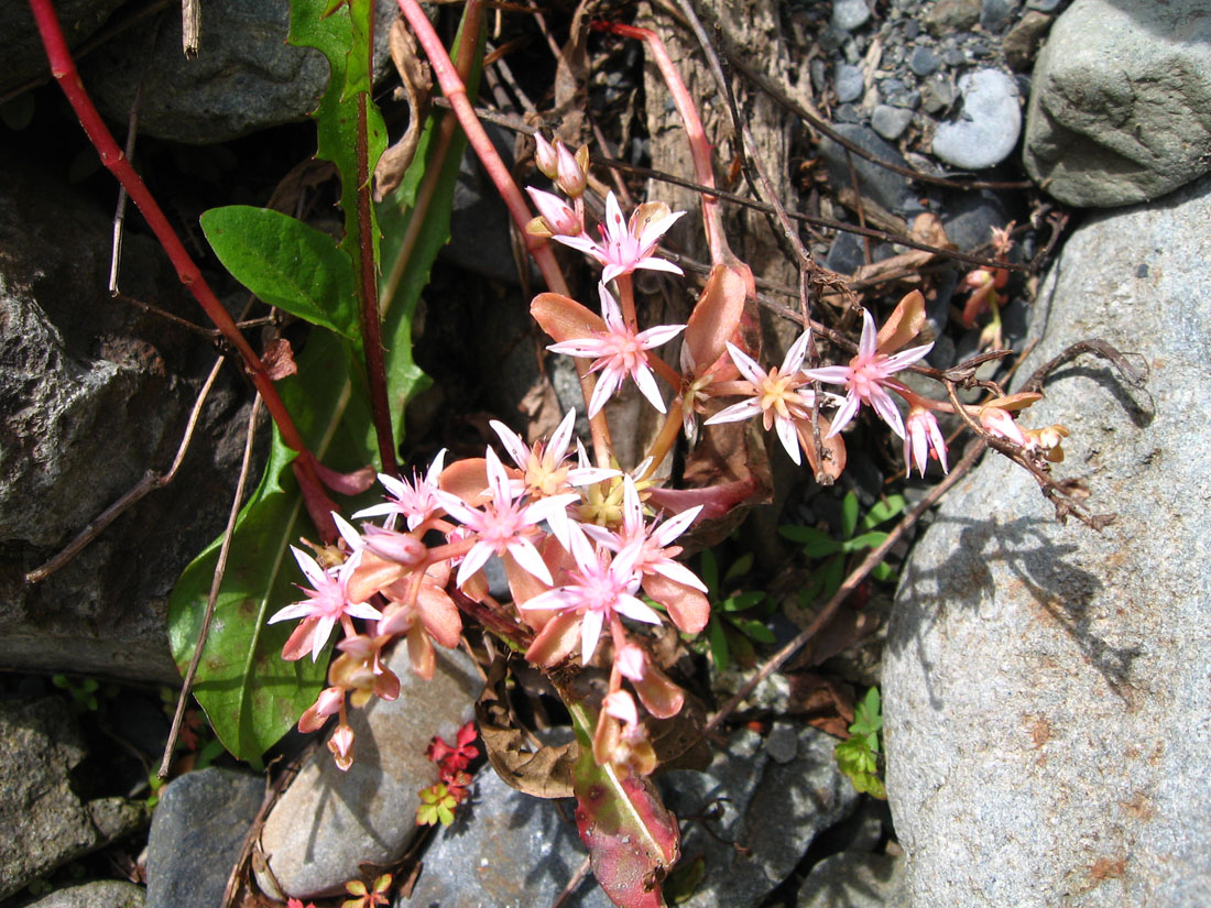 Image of Sedum stoloniferum specimen.