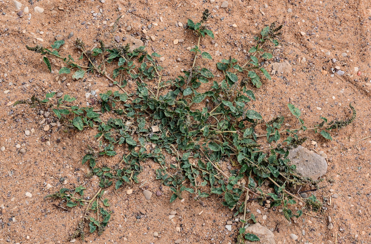 Image of genus Amaranthus specimen.