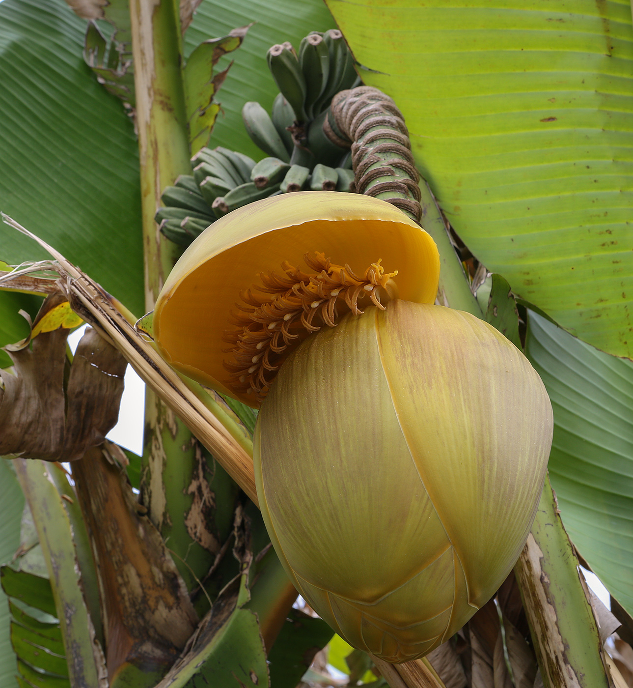 Image of Musa basjoo specimen.