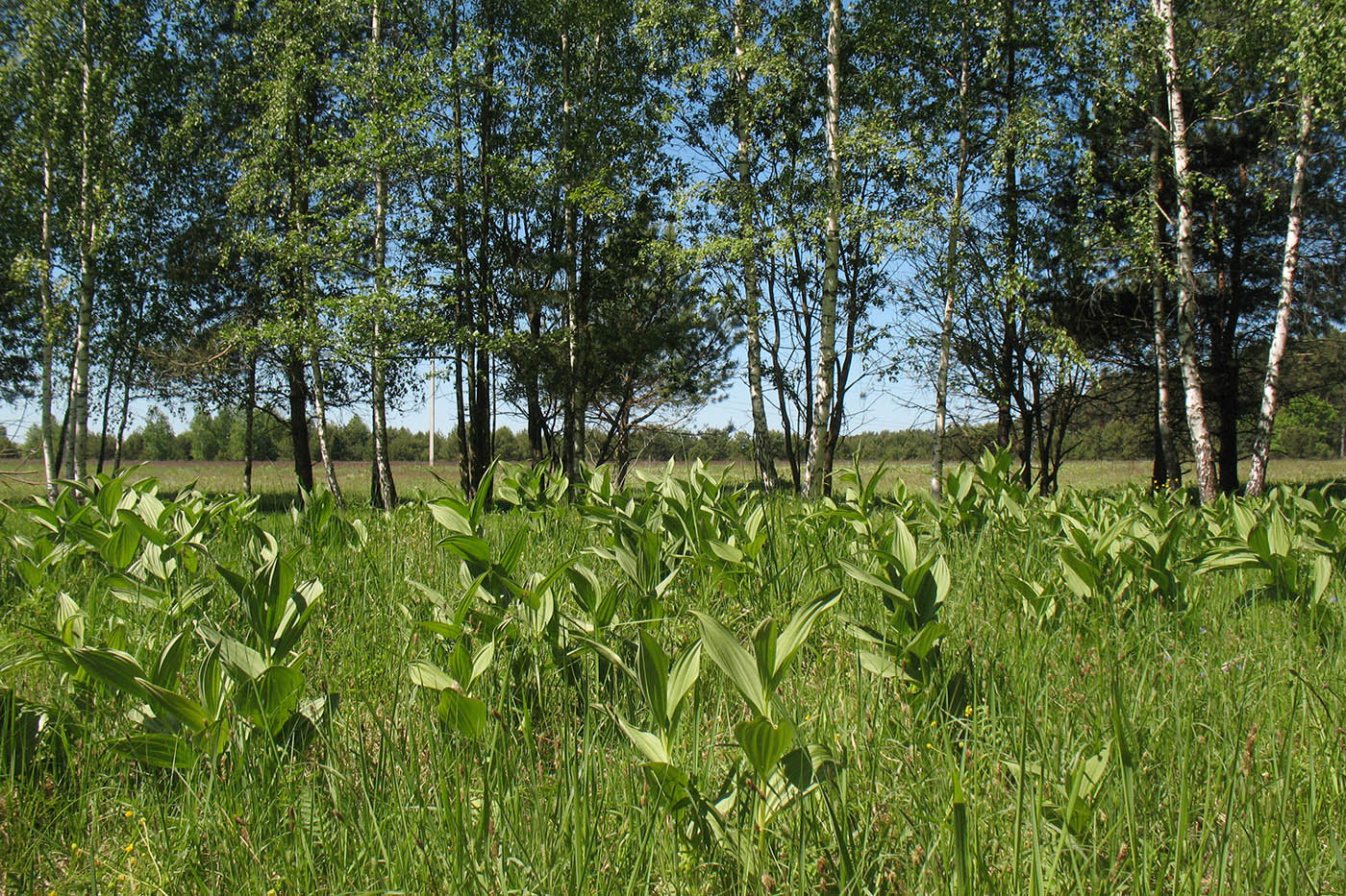 Изображение особи Veratrum lobelianum.