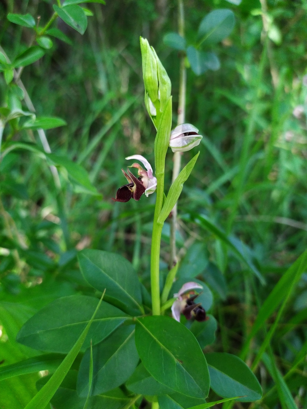 Изображение особи Ophrys oestrifera.