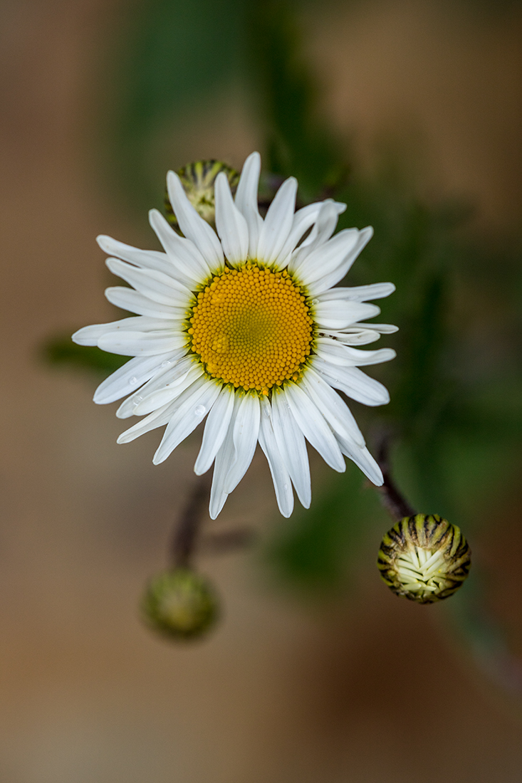 Image of Leucanthemum ircutianum specimen.