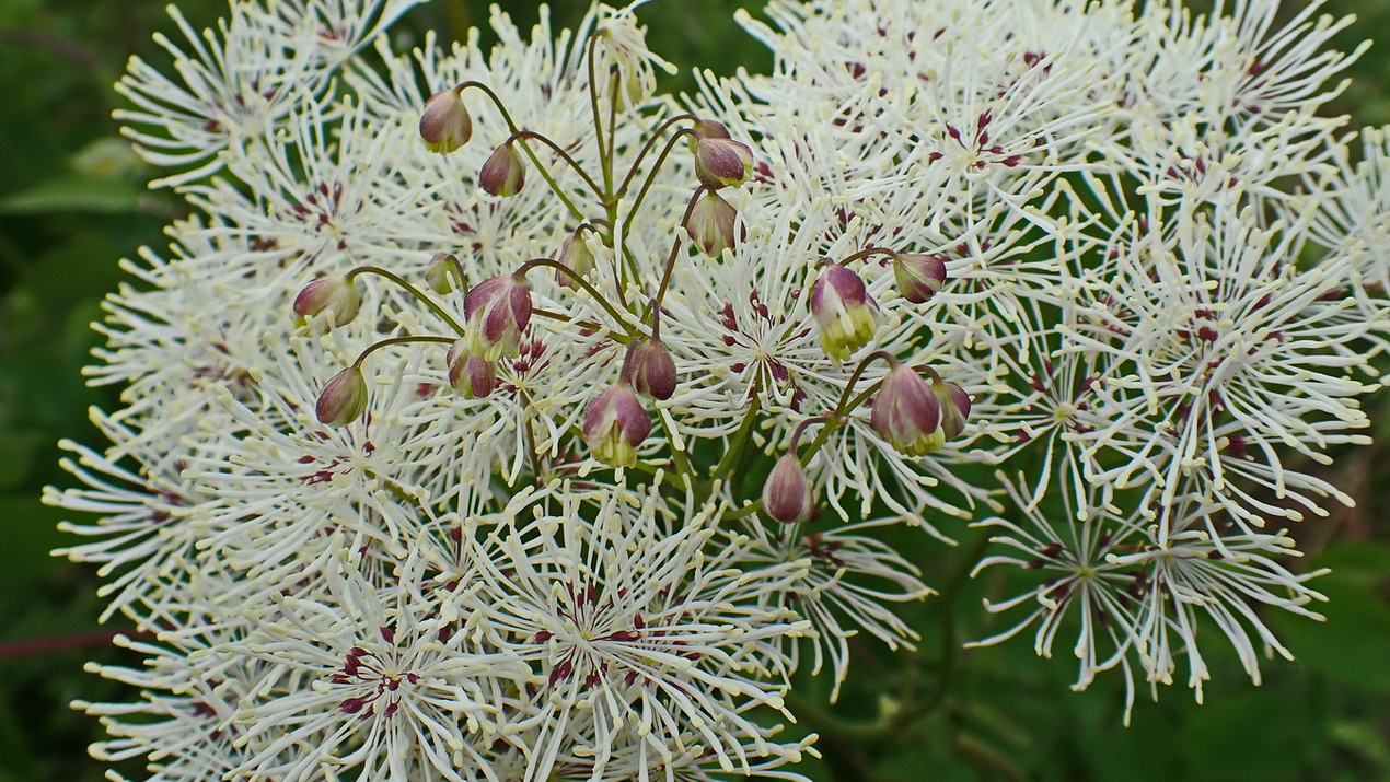 Изображение особи Thalictrum contortum.