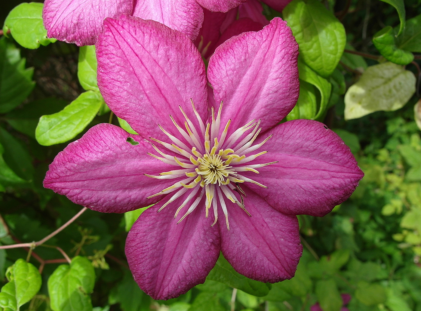 Image of Clematis &times; jackmanii specimen.