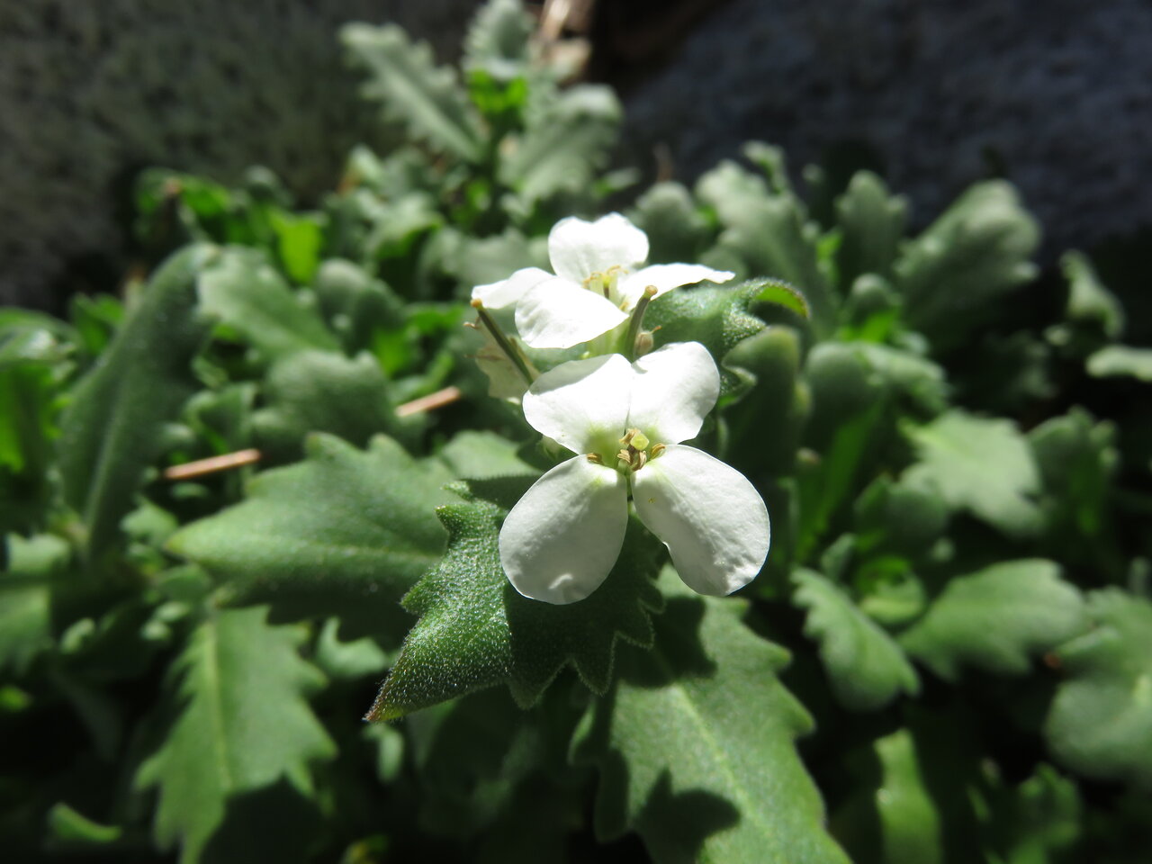 Изображение особи Arabis alpina.