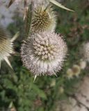 Dipsacus laciniatus. Соцветие. Краснодарский край, Туапсинский муниципальный округ, с. Ольгинка, щебенистая отсыпка рядом с гаражом. 05.08.2024.