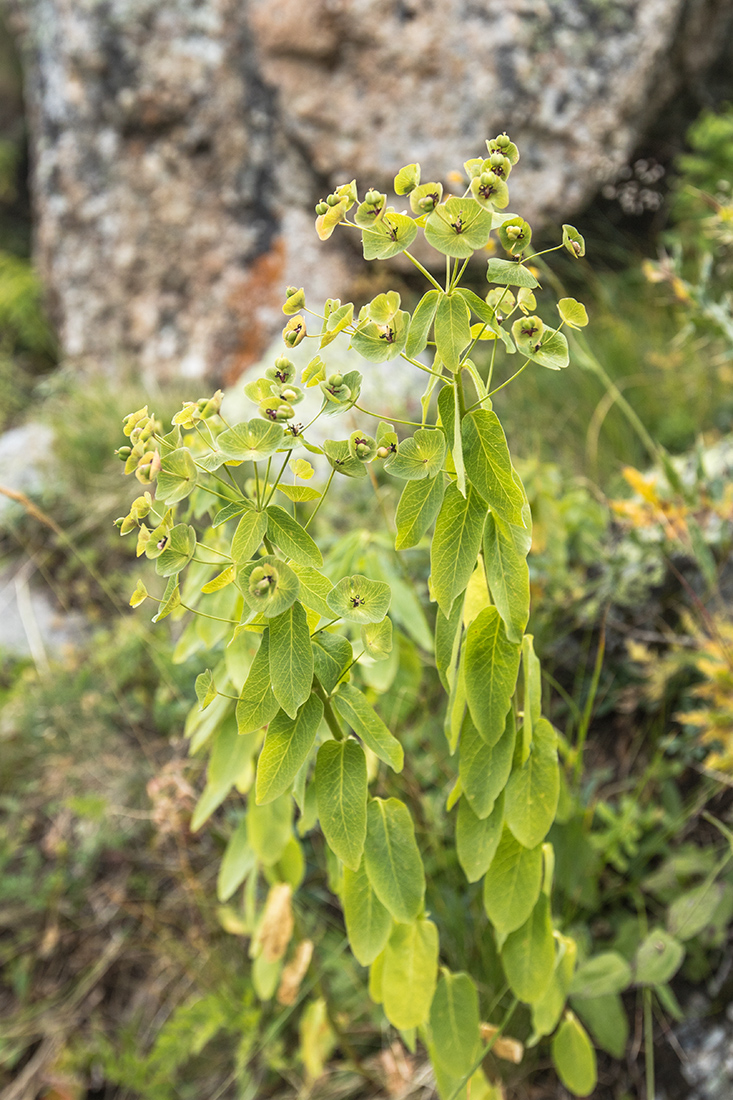 Image of Euphorbia oblongifolia specimen.