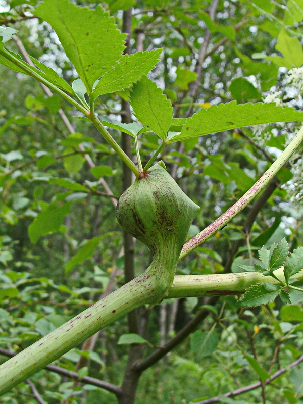 Image of Angelica dahurica specimen.