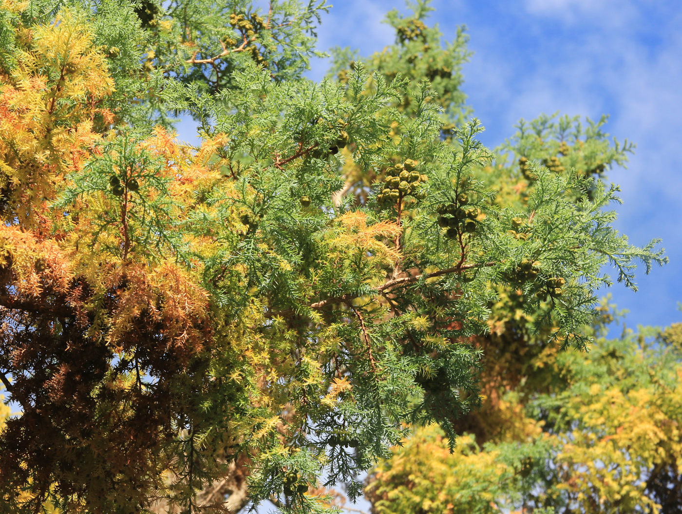 Image of Chamaecyparis pisifera specimen.