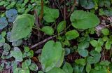 Pulmonaria obscura