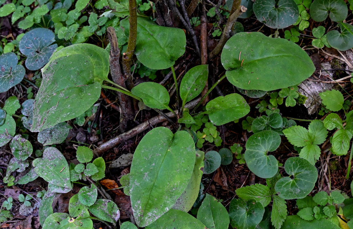 Изображение особи Pulmonaria obscura.