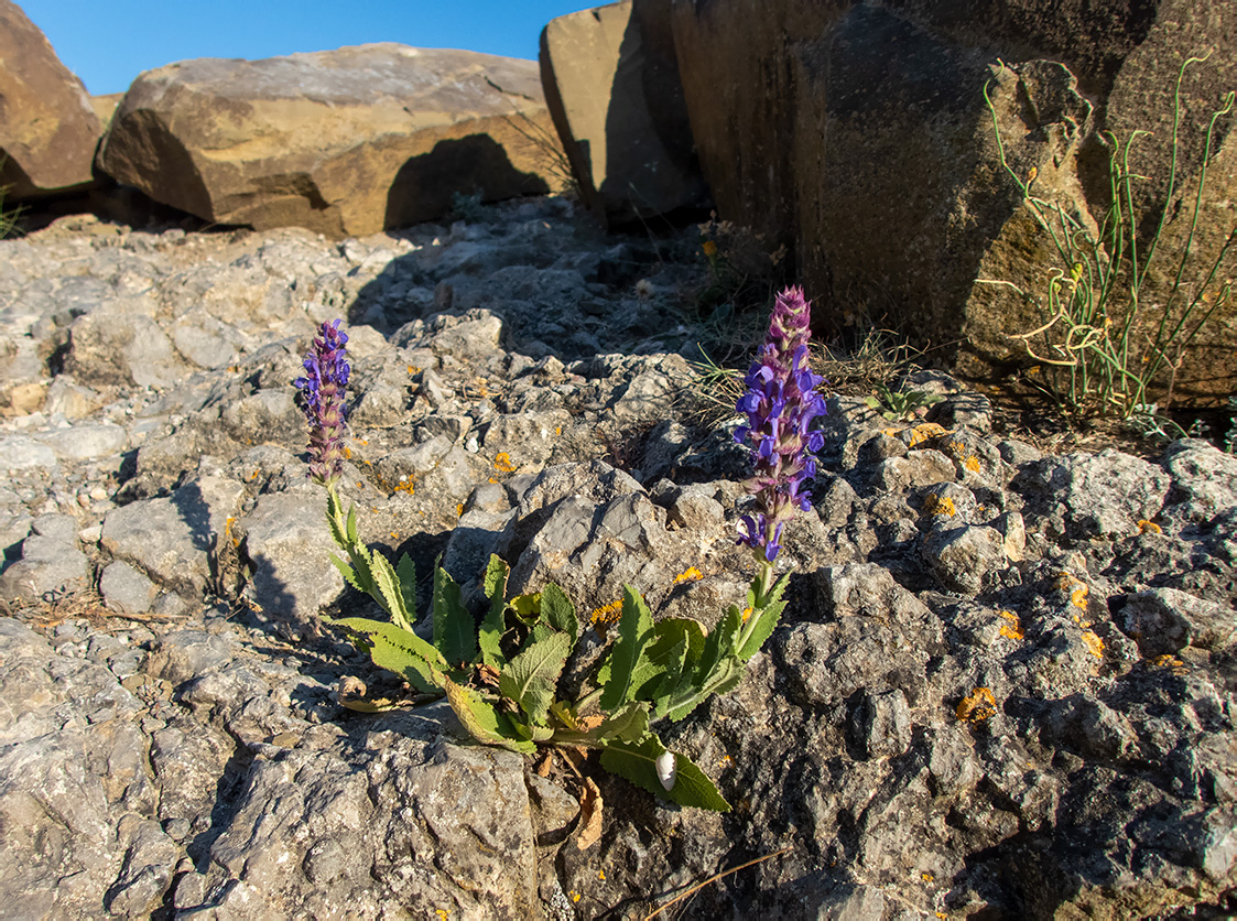 Изображение особи Salvia tesquicola.