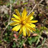 Scorzoneroides autumnalis. Соцветие-корзинка. Хабаровский край, окр. г. Комсомольск-на-Амуре, зарастающий пустырь. 04.10.2024.