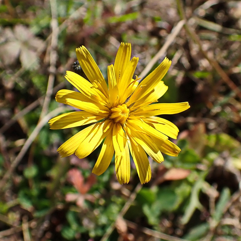 Image of Scorzoneroides autumnalis specimen.