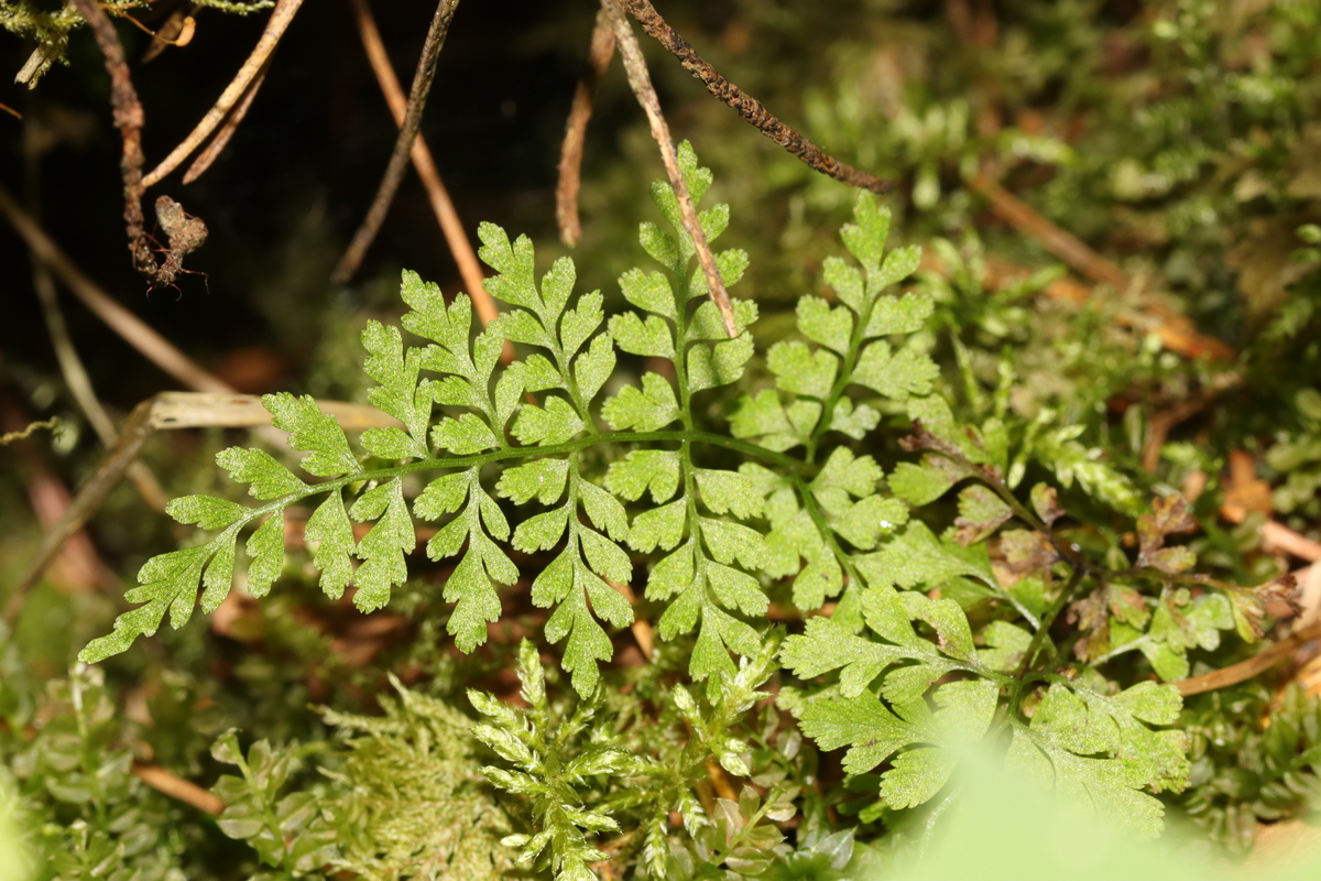 Image of Rhizomatopteris sudetica specimen.