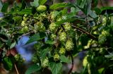 Humulus lupulus. Верхушка побега с соплодиями на ветвях Lonicera tatarica. Московская обл., окр. г. Железнодорожный, дол. р. Чёрная, у дороги. 26.08.2024.