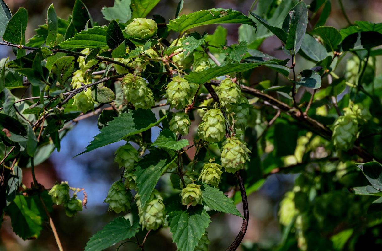 Image of Humulus lupulus specimen.