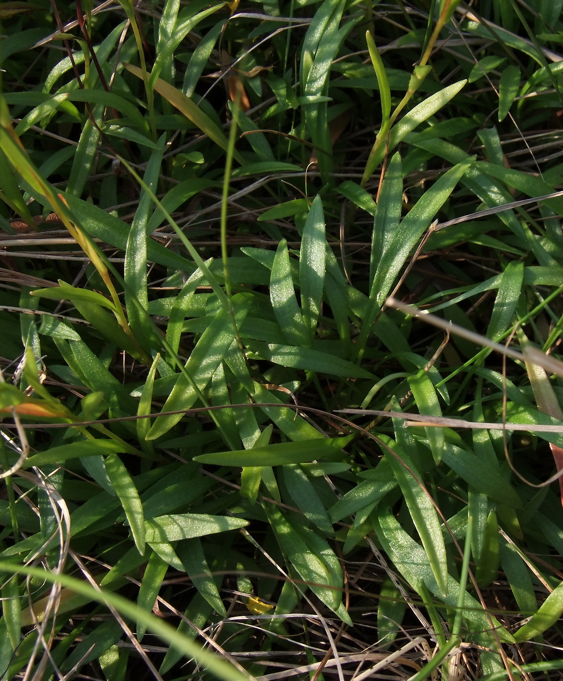 Image of Saxifraga hirculus specimen.