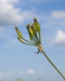 Anthriscus sylvestris. Соплодие. Карачаево-Черкесия, Зеленчукский р-н, гора Джисса, ≈ 1600 м н.у.м., субальпийский луг. 14.06.2024.