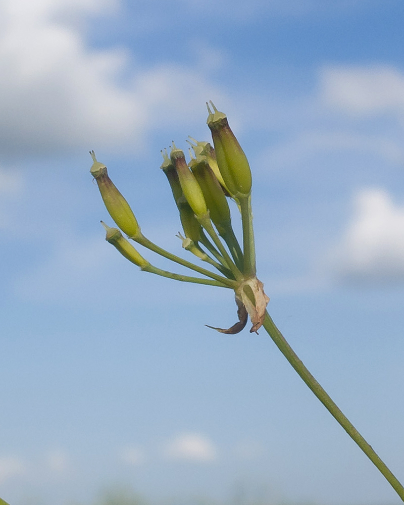 Изображение особи Anthriscus sylvestris.