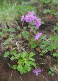 Primula cuneifolia