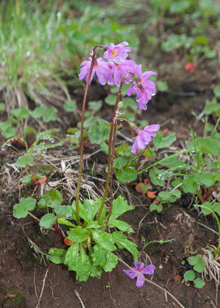 Изображение особи Primula cuneifolia.