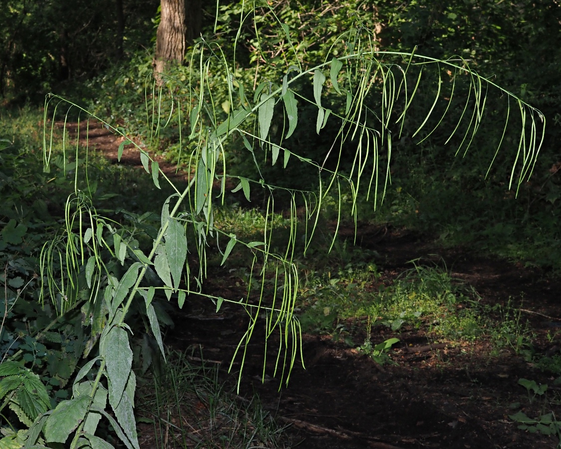 Image of Arabis pendula specimen.