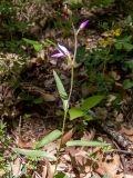 Cephalanthera rubra. Цветущее растение. Крым, Южный берег, окр. с. Соколиного, Большой Каньон Крыма, дол. р. Коккозка, лиственный лес. 31.05.2024.