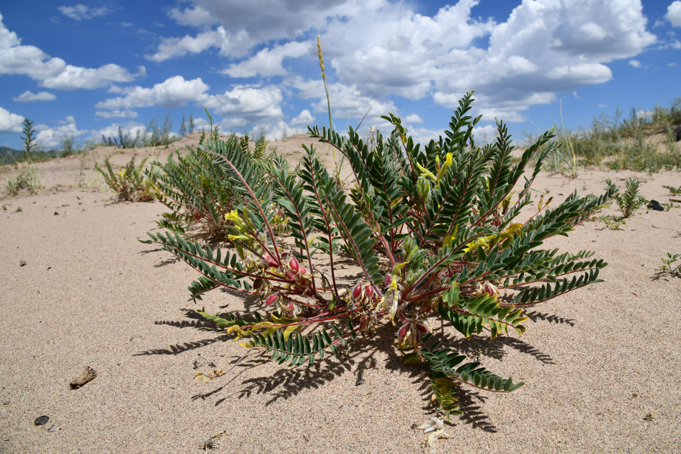 Image of Astragalus rubtzovii specimen.