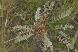 род Astragalus