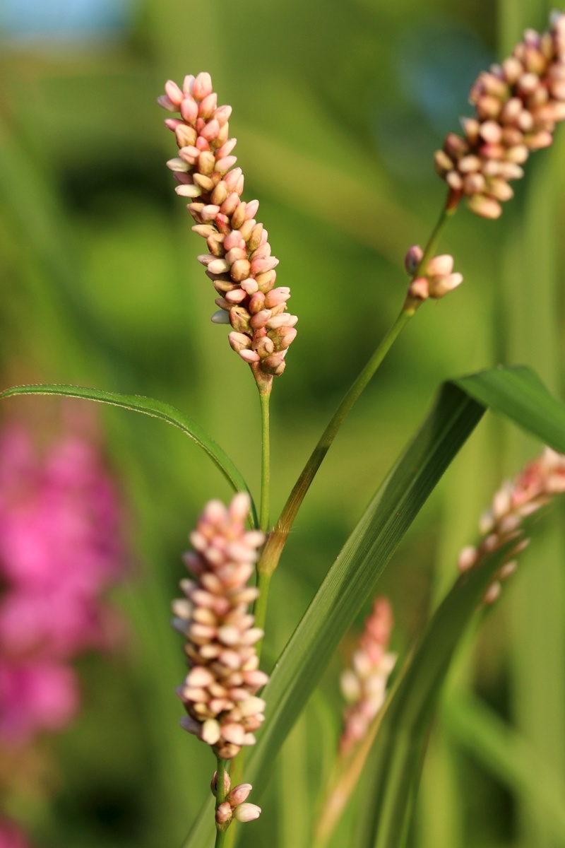 Image of Persicaria maculosa specimen.