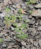 Смотреть изображение Cleome donetzica
