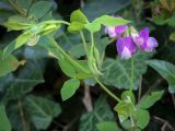 View full-size image Lathyrus laxiflorus