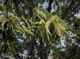 View full-size image Castanea sativa