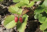 View full-size image Fragaria vesca