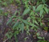 Смотреть изображение Persicaria maculosa