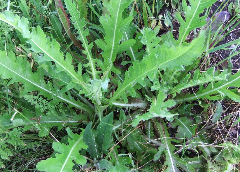 Image of Dipsacus laciniatus specimen.