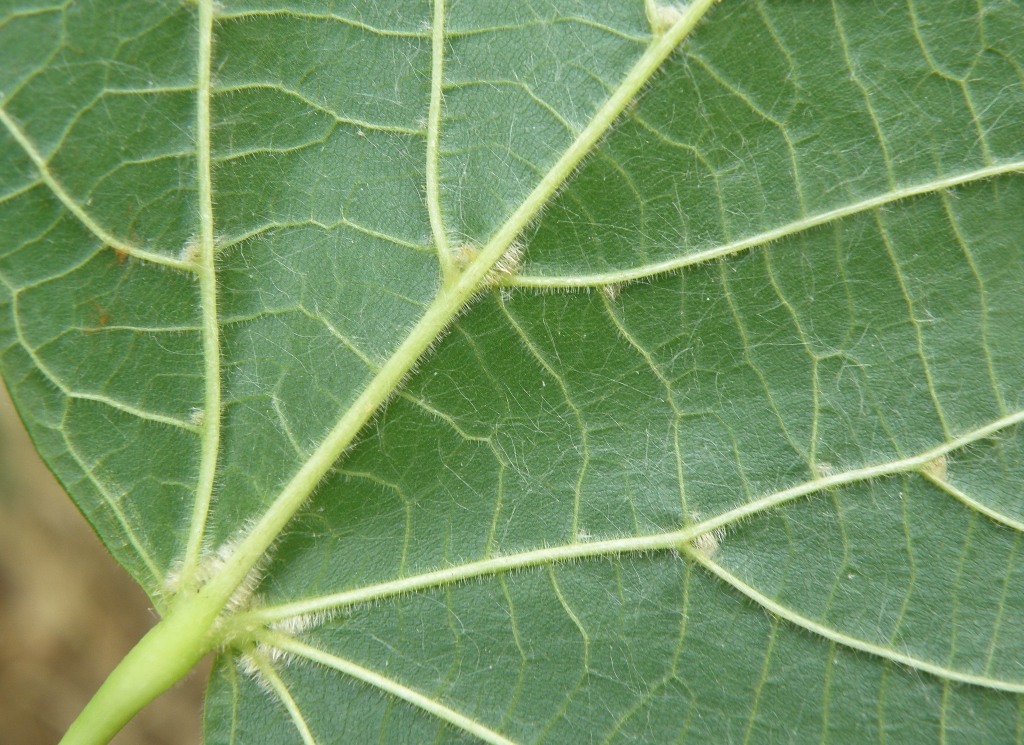 Image of Tilia cordifolia specimen.